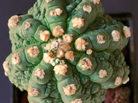 Astrophytum asterias cv Fukuryu